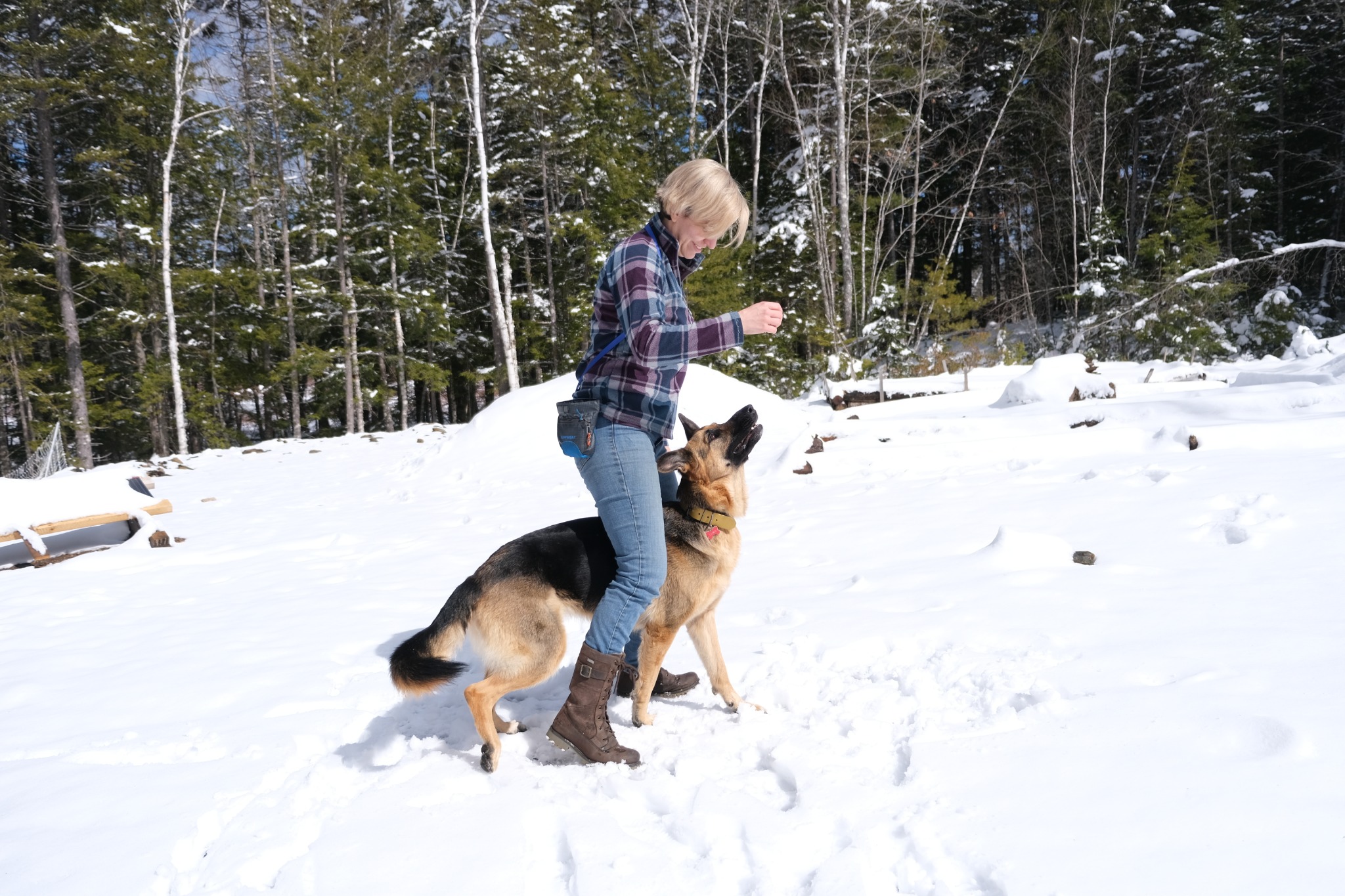 Trainer rewarding a focused German Shepherd in the snow