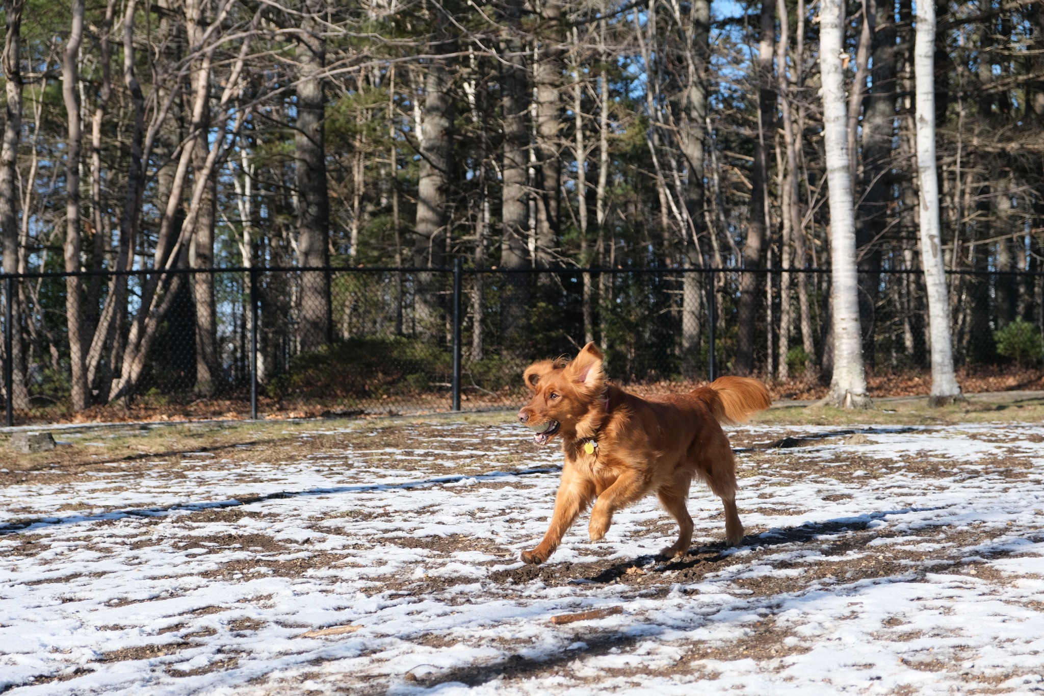 Golden dog running through snow