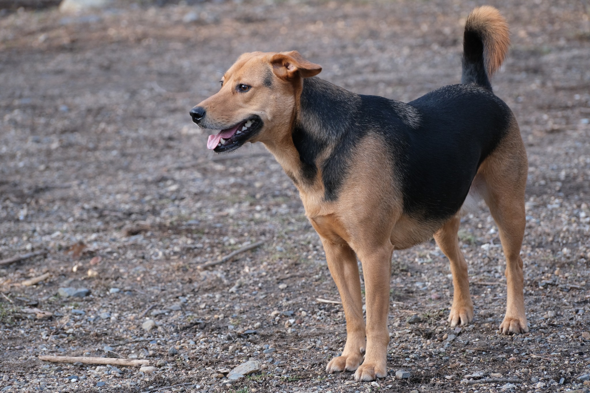 Tan and black dog standing outdoors