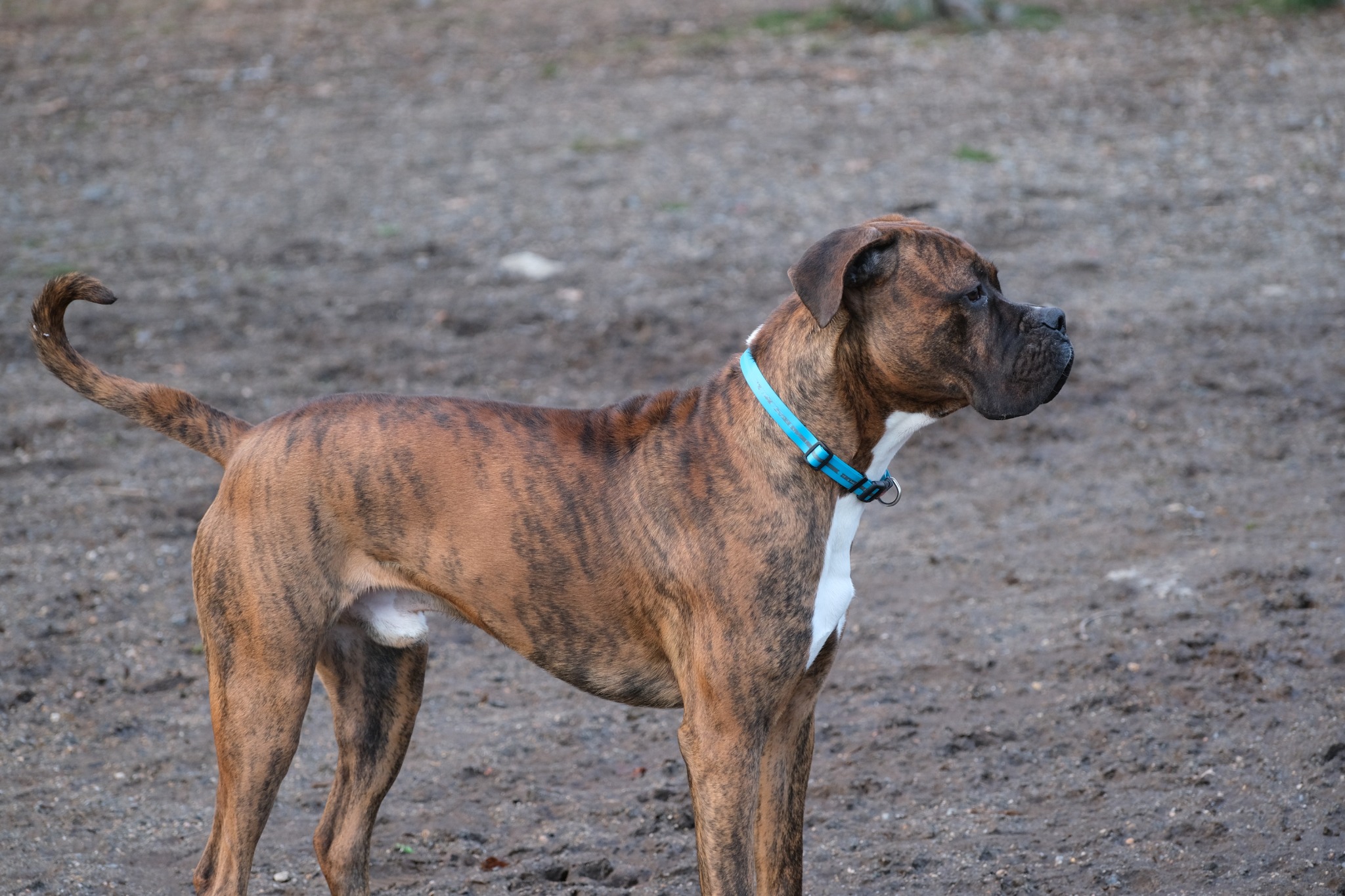 Brindle dog wearing a blue collar outdoors