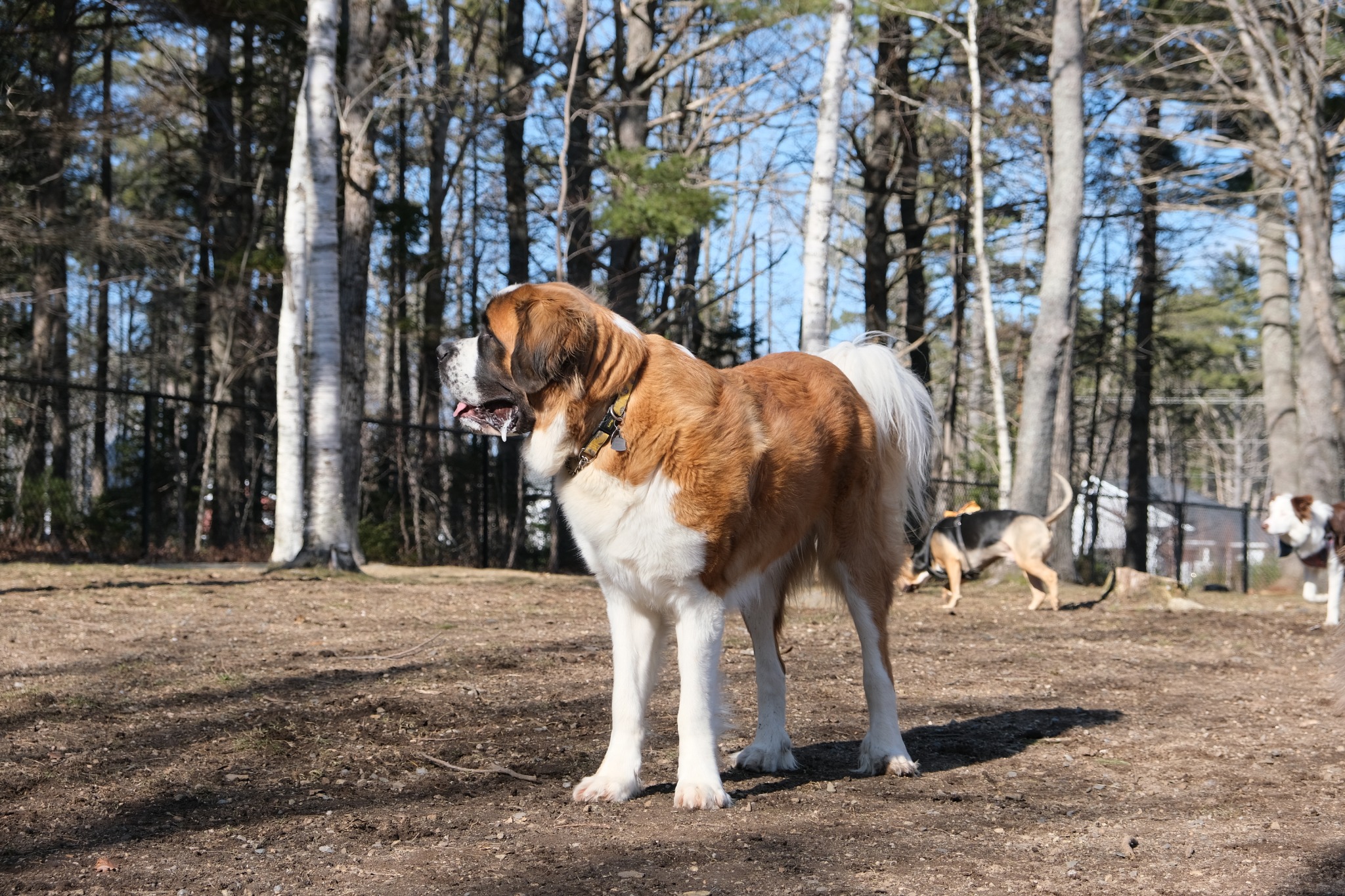 Large Saint Bernard standing in a fenced dog area