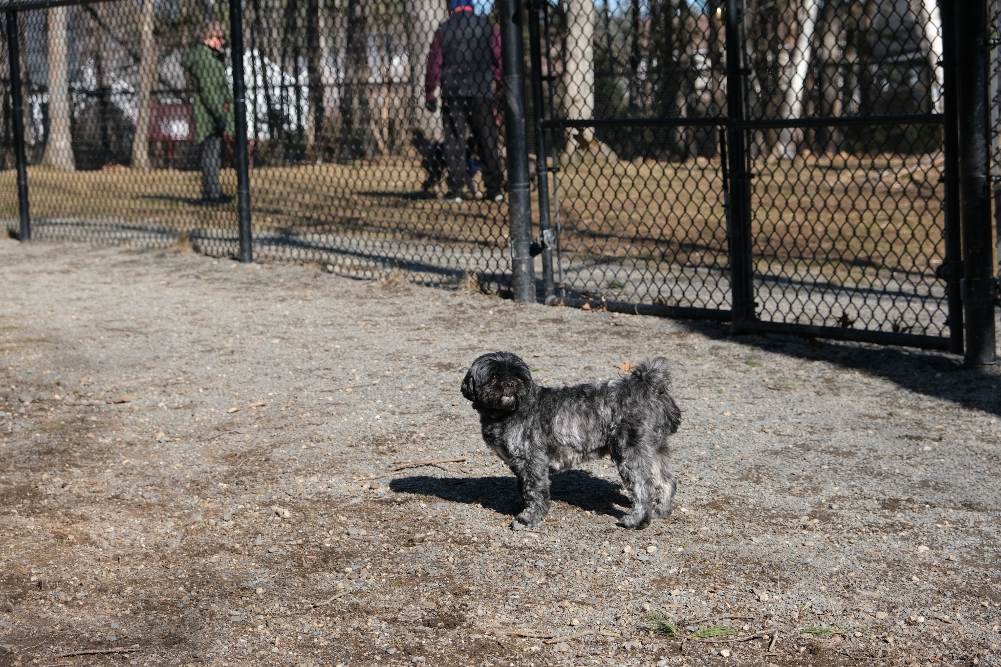 Small black dog standing near a fence