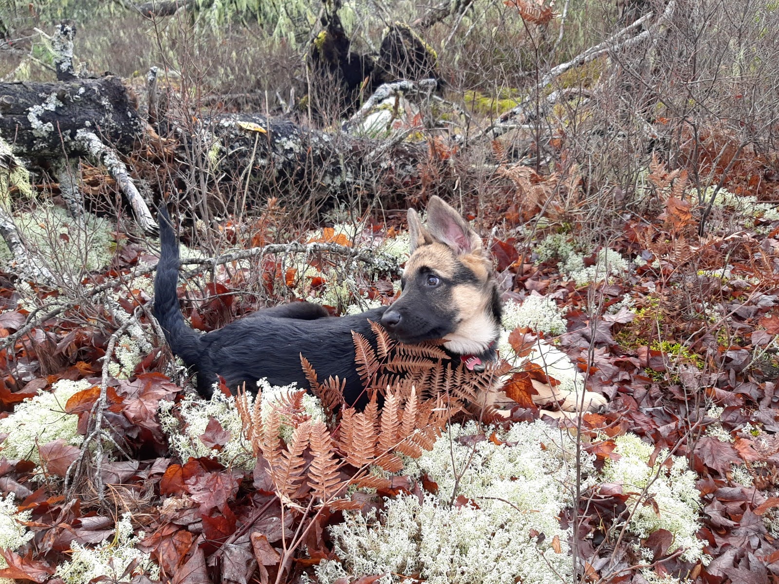 Young German Shepherd puppy relaxing outdoors among autumn leaves and moss