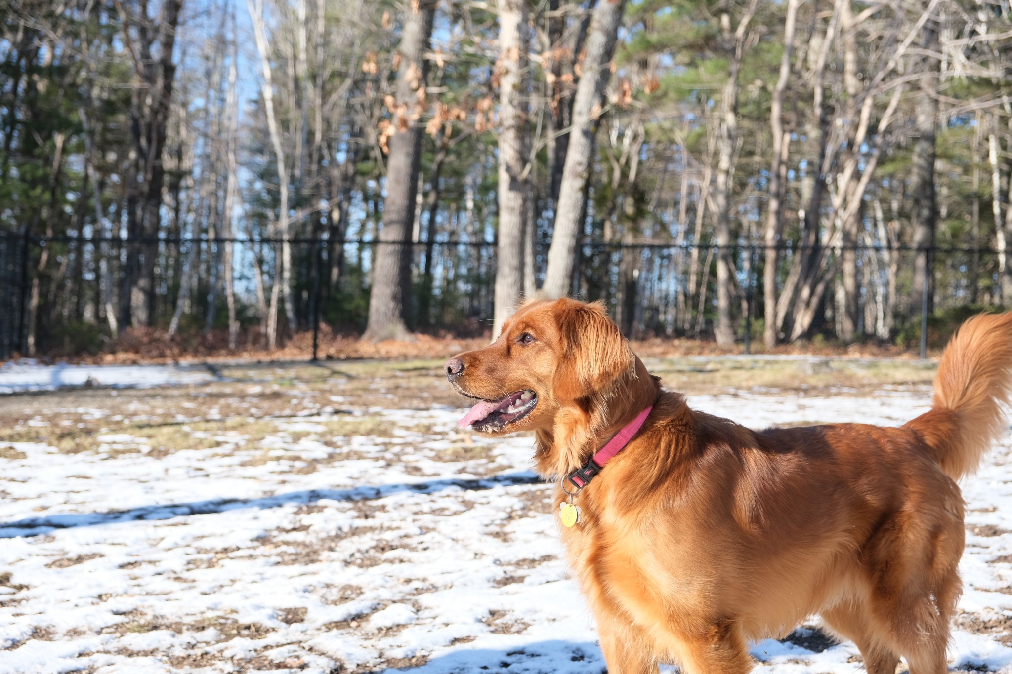 Golden Retriever standing alert outdoors in a snowy play area