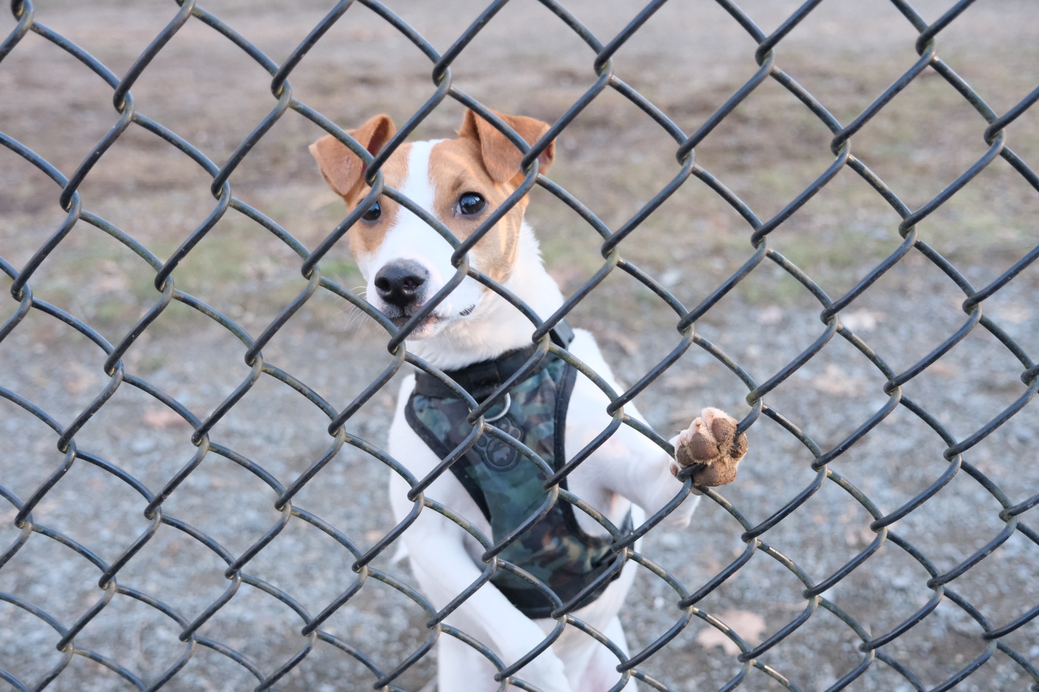 Small dog standing behind a fence and looking curiously toward the camera