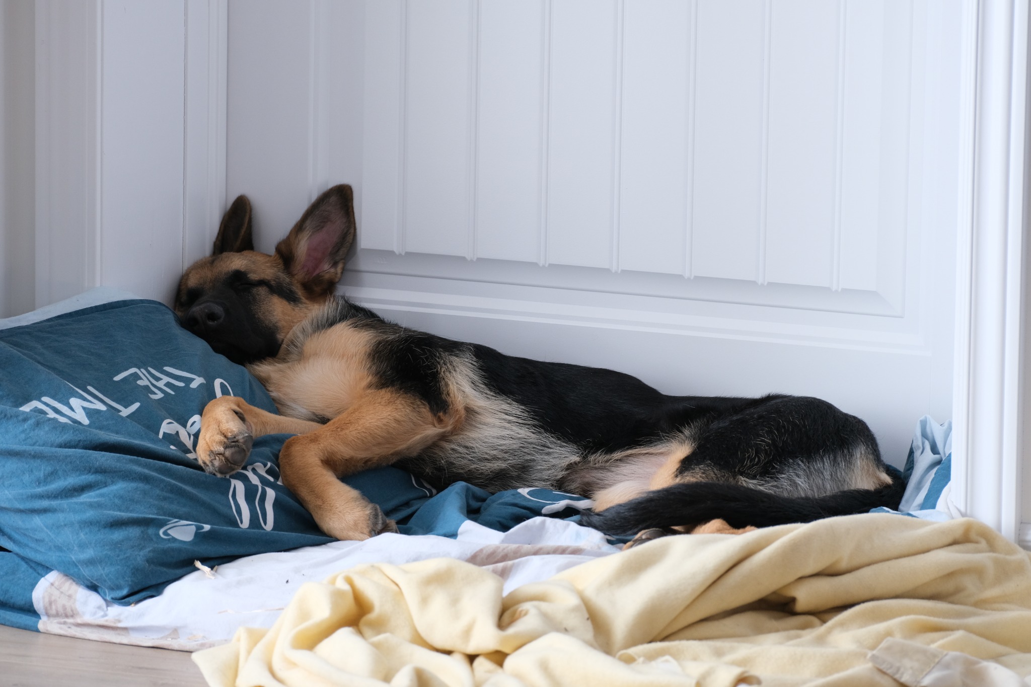 Young German Shepherd puppy sleeping comfortably indoors on bedding