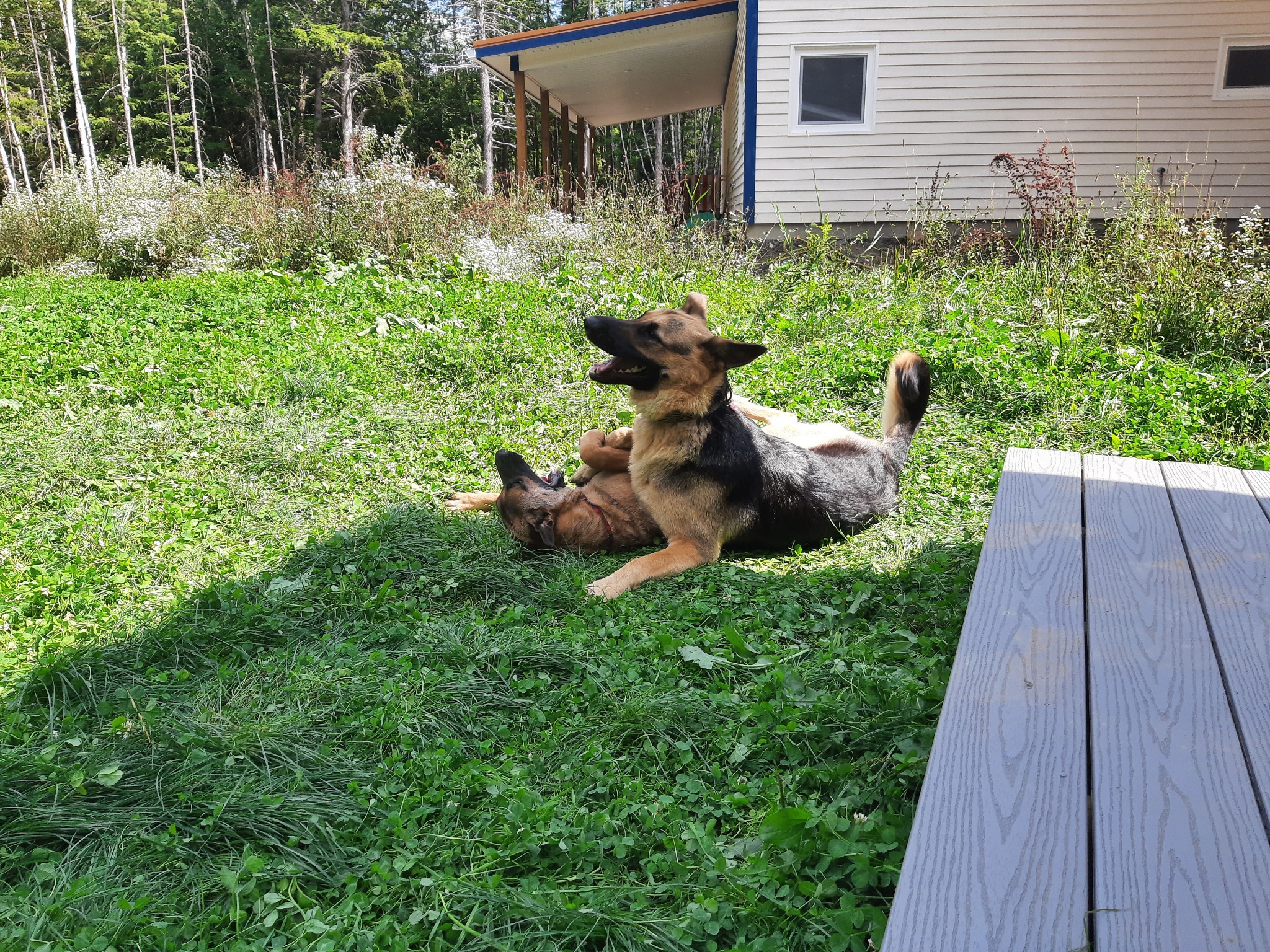 Two dogs playing together on a grassy yard beside a home