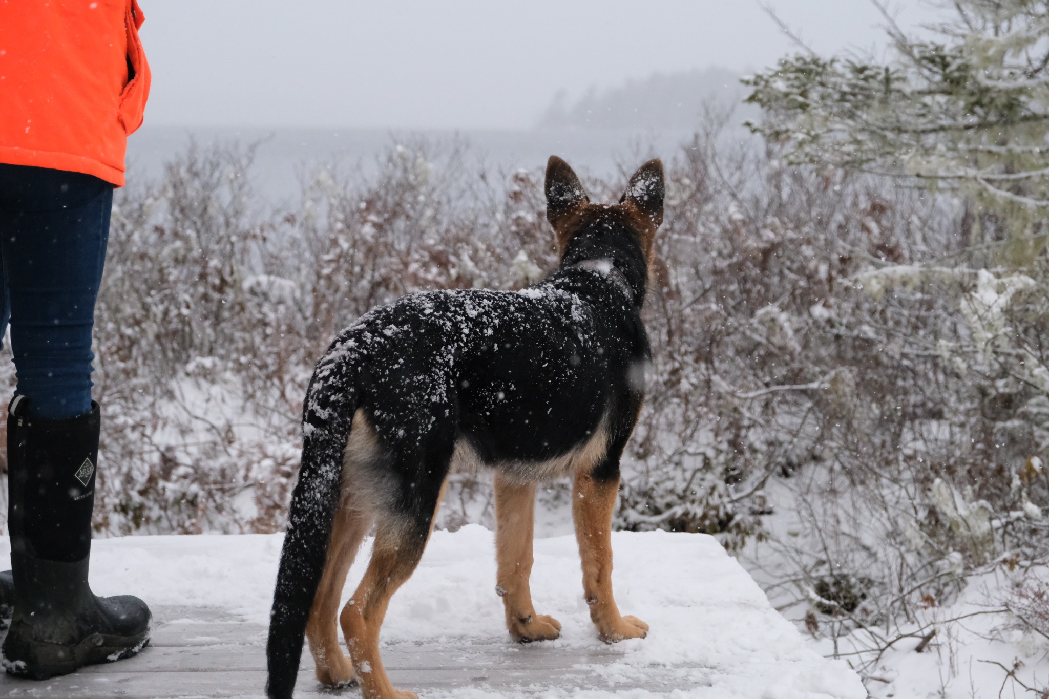 German Shepherd standing in the snow beside the trainer during outdoor training