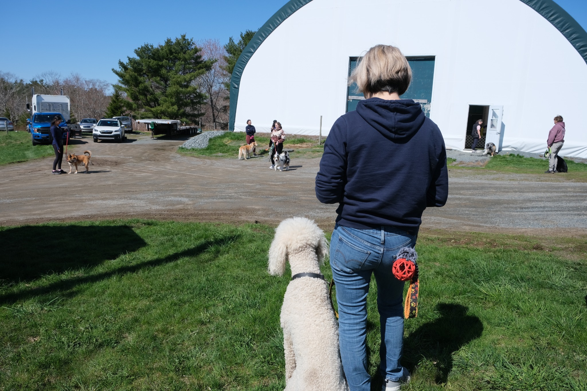 Trainer watching a group dog training setup outdoors