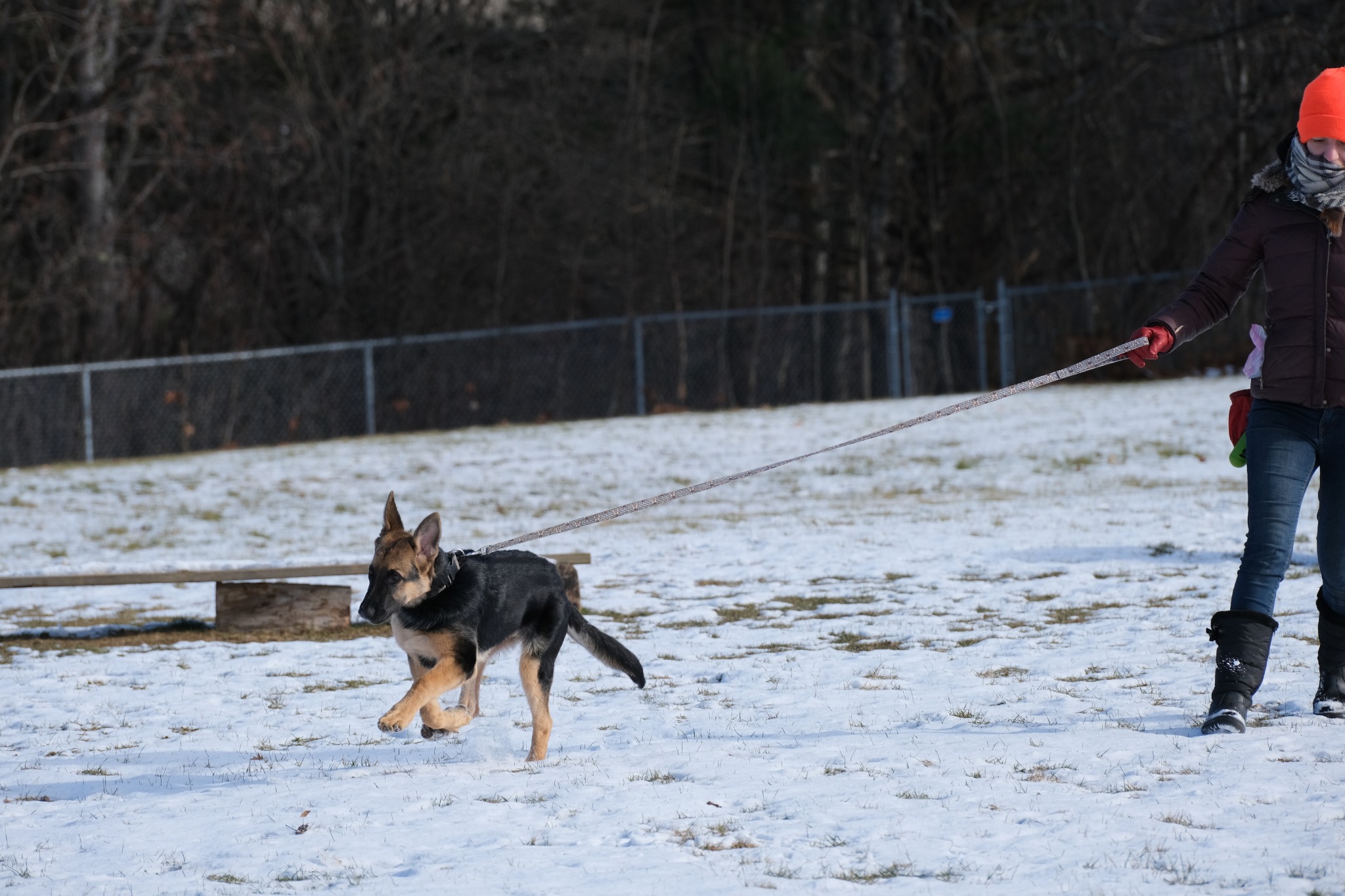 Young German Shepherd learning on a long line in a snowy field