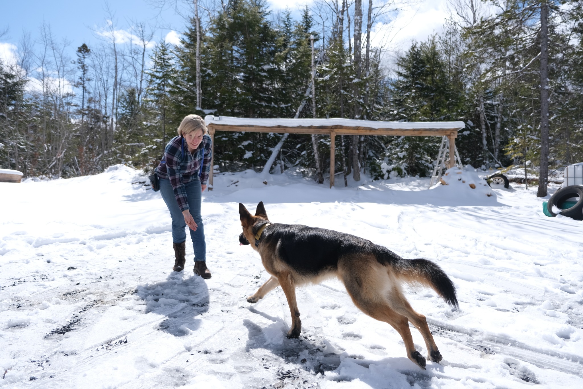 Trainer calling a German Shepherd across a snowy training yard